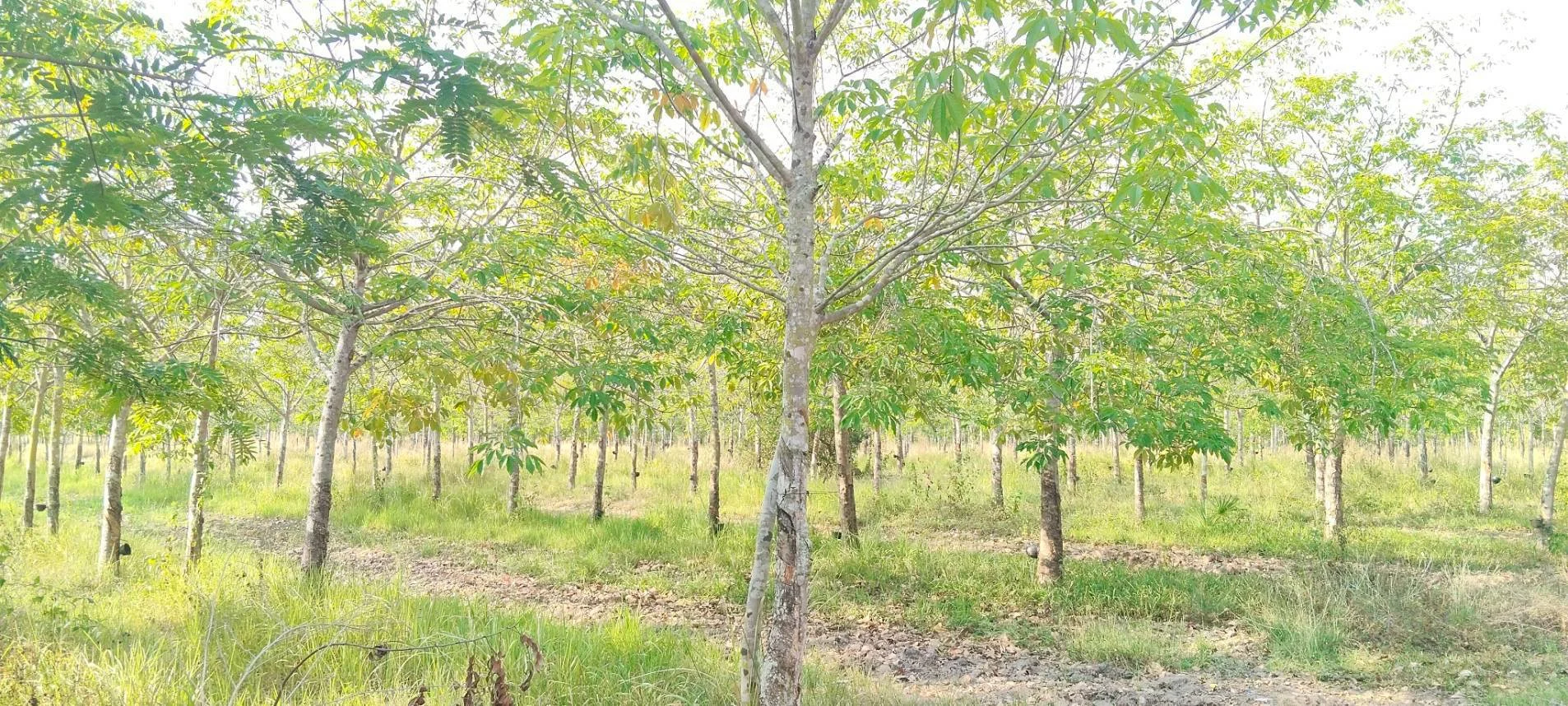 ขายที่ดินสวนยางพร้อมกรีด ราคาถูก 161-0-52 ไร่  คำบง บ้านผือ อุดรธานี   - image 6