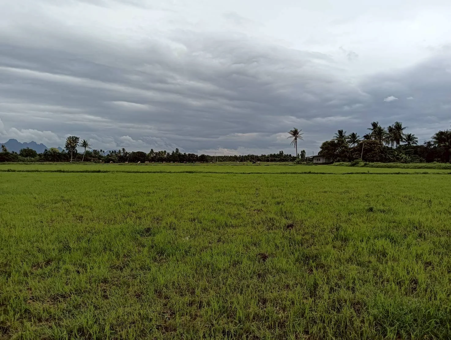 ZSK046 ขายที่ดินปราณบุรี 11-1-22 ไร่ - image 2