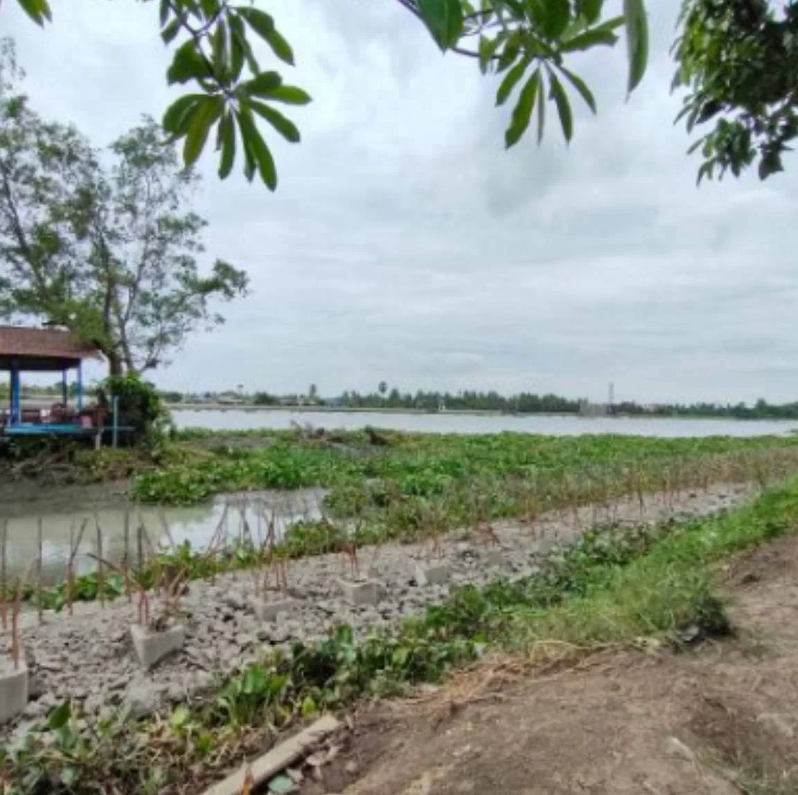 ZMC025 ขายบ้านพร้อมที่ดินริมน้ำ1-0-67ไร่ สวนส้ม บ้านแพ้ว สมุทรสาคร - image 5