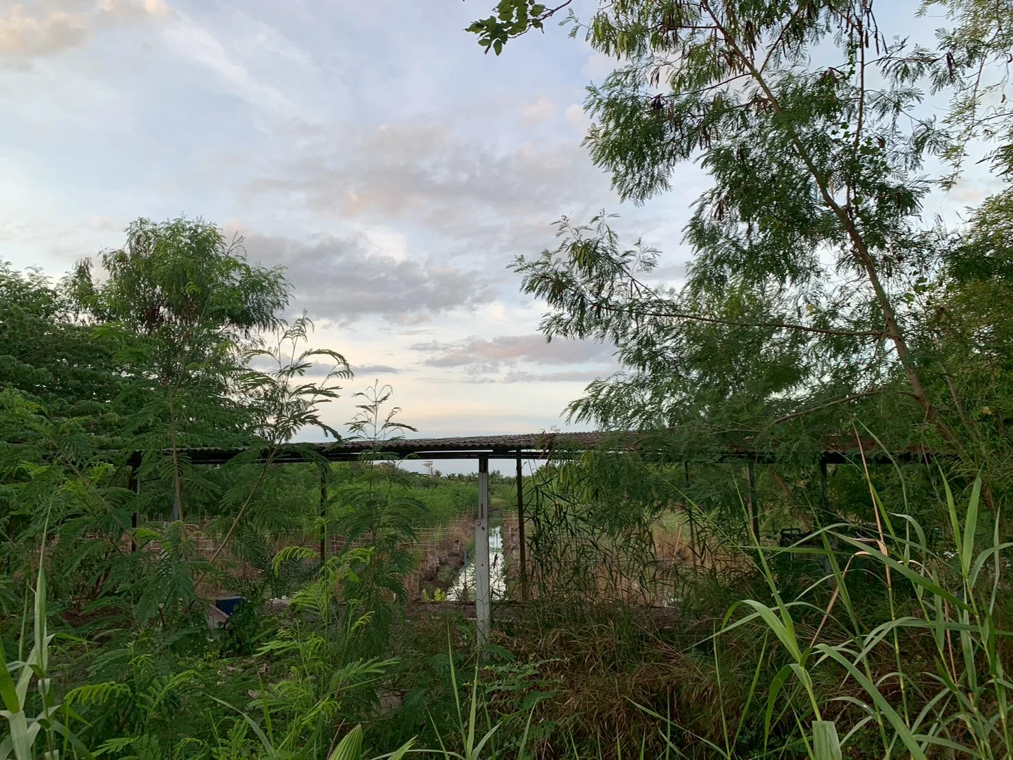 ขายที่ดิน 8 ไร่ หลักสาม บ้านแพ้ว เหมาะสร้างบ้าน ทำสวนทำเกษตร - image 3