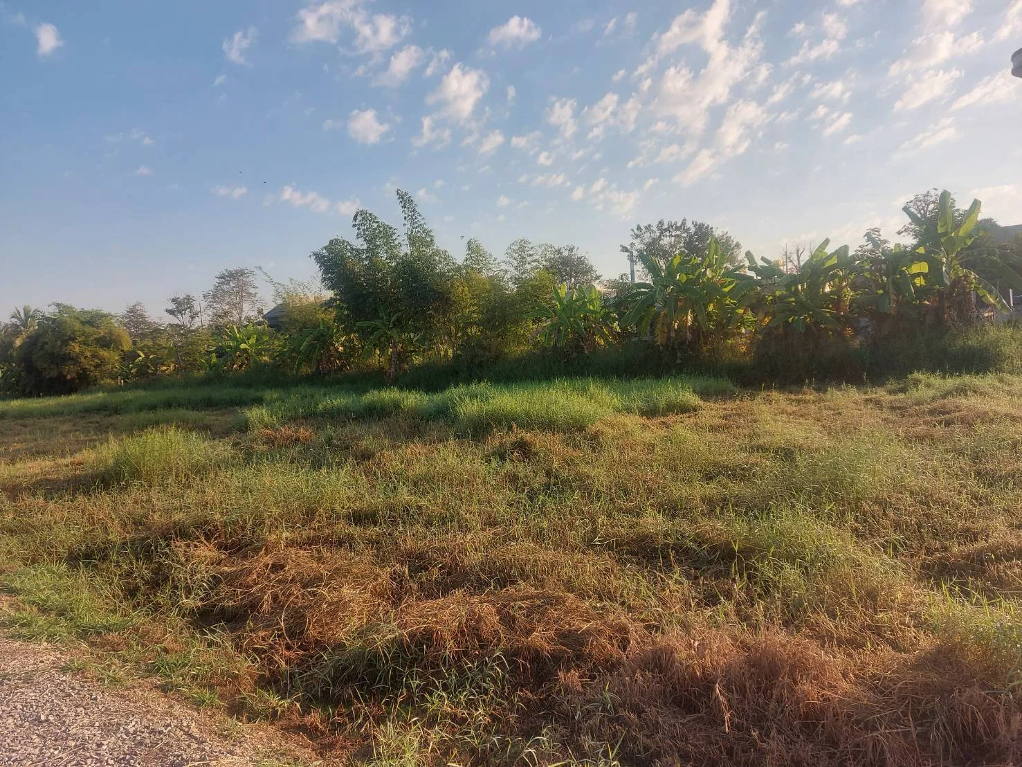 ขายที่ดิน 1-1-38.6 ไร่  บ้านกร่าง  ใจกลางเมืองพิษณุโลก   ใกล้ถนนเส้นหลัก ตรงข้ามดูโฮมพิษณุโลก - image 3
